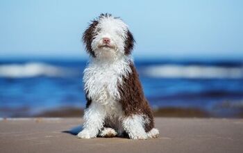 Spanish Water Dog