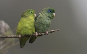 Spectacled Parrotlet