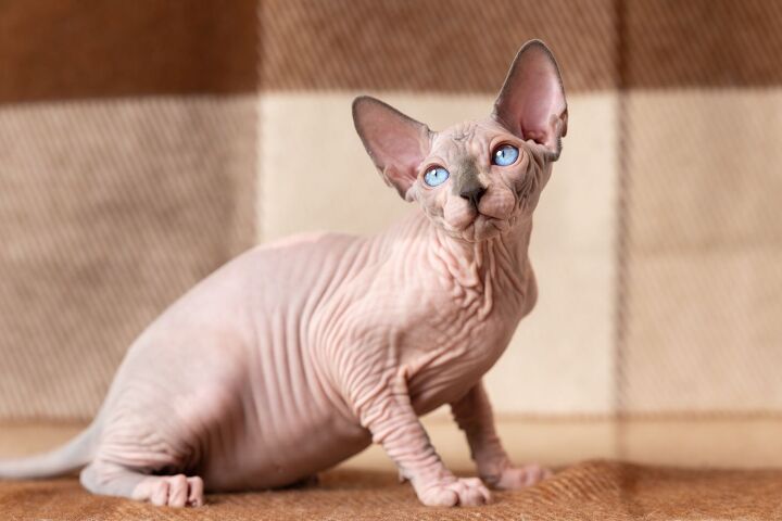 sphynx cats have the lowest lifespan of all domestic cats study finds, Alexander Piragis Shutterstock