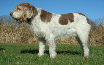 Spinone Italiano