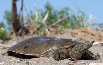 Spiny Softshell Turtle