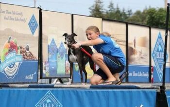 Spitfire The Whippet Believes He Can Fly [Video]