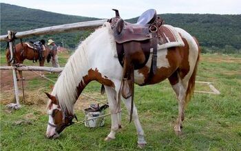 Spotted Saddle Horse