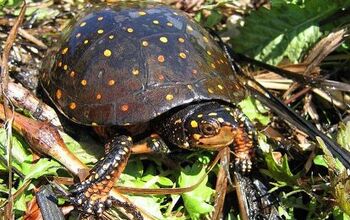 Spotted Turtle