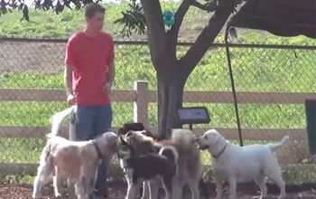 Squeaky Shoes At Dog Park A Huge Hit [Video]