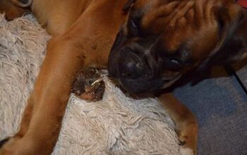 Squee Alert: Boxer Adopts Adorbs Baby Bird