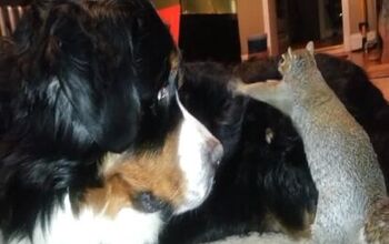 Squirrel Hides Nut In Dog’s Fur [Video]