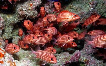 Squirrelfish