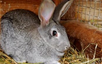 Standard Chinchilla Rabbit