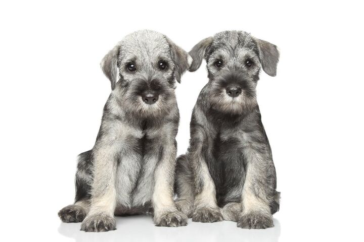 standard schnauzer