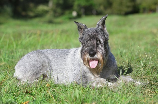 standard schnauzer