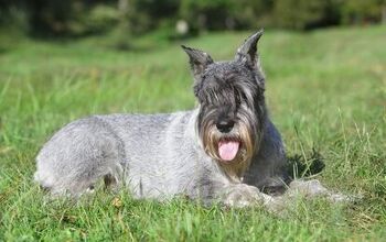 Standard Schnauzer