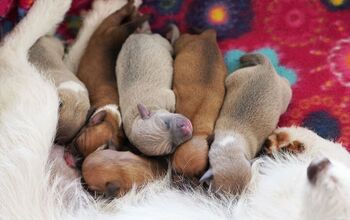 Stray Dog Becomes Surrogate for Abandoned Puppies at Texas Shelter