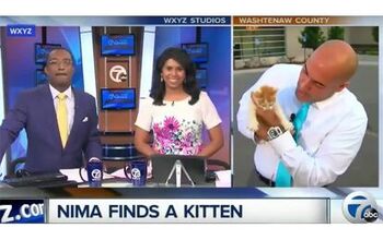 Stray Kitten Makes News By Crashing Live Report [Video]