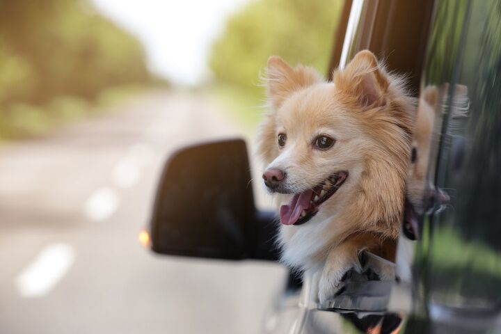 strict rules for bringing your dog across the us border start aug 1st, New Africa Shutterstock