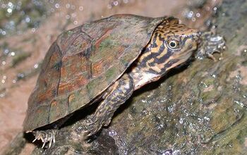 Stripe-Necked Musk Turtle