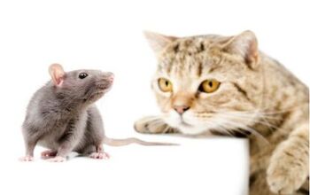 Study: Cats Aren’t As Concerned With Rats As We Thought They Were