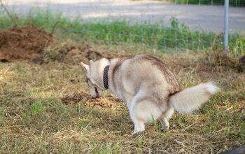 Study: Dog’s Inner Poop Compass Lines Up With Earth’s Axis