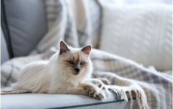 Study: Feline Hyperthyroidism May Linked To Carpet and Furniture Chemi