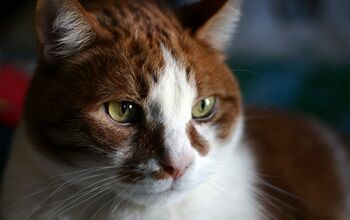 Study Finds High-Pitched Noises Set Off Seizures In Cats