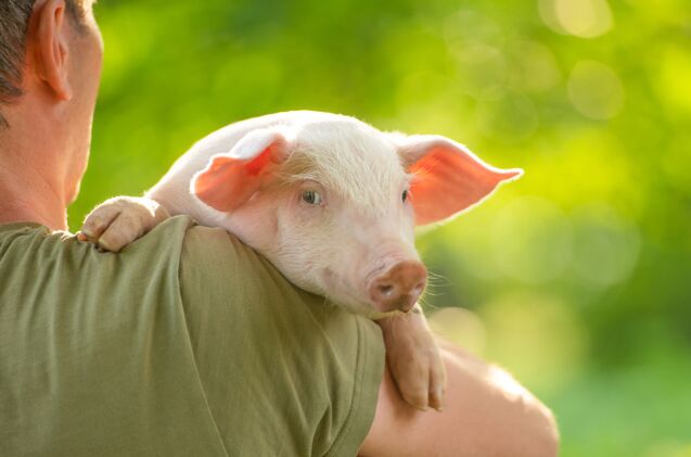 study finds pet pigs don t bond with their humans like dogs, Photo credit The Len Shutterstock com