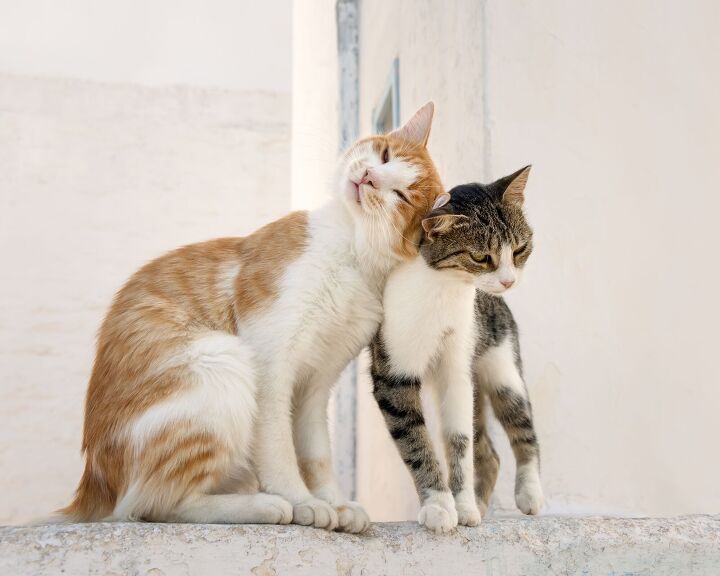 study finds that cats have hundreds of facial expressions, Katho Menden Shutterstock