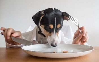 Study Reveals Dogs That Eat Canned Food at Risk for Higher BPA Exposur