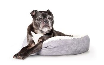 Study Reveals Older Dogs Who Sleep Badly May Have Dementia