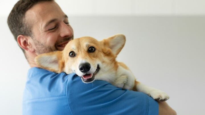 study shows how dogs feel when we hug them and you won t like it, fast stock Shutterstock