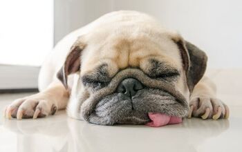 Study Shows Shape of a Dog’s Head Can Actually Affect Their Sleep