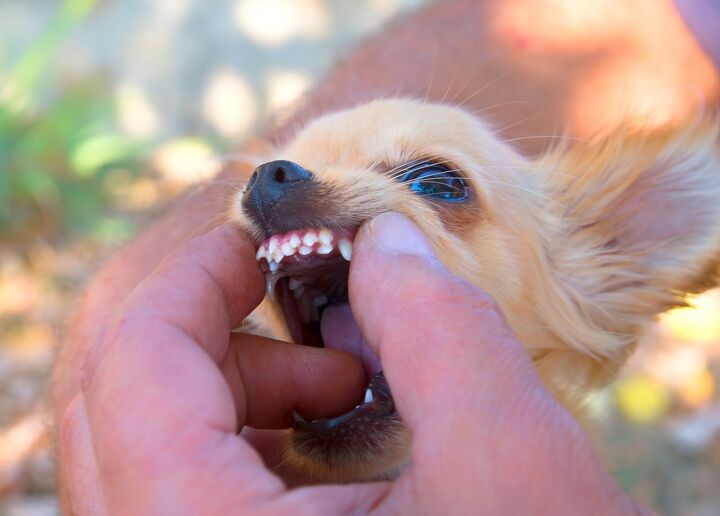 study shows these dog breeds most likely to have an extra row of teeth, Deyana Stefanova Robova Shutterstock