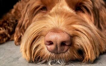 Study: You Can Sniff Out Your Dog By Smell