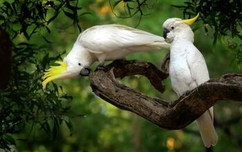 Sulphur Crested Cockatoo