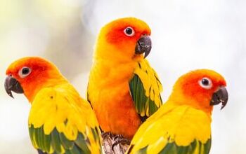 Sun Conure