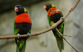 Sunset Lorikeet