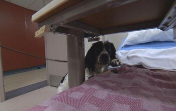 Super Dog Sniffs Out  Superbugs at  Vancouver Hospital