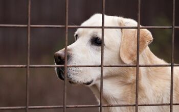 Survey Finds Young Adults Would Rather Buy Than Adopt A Dog