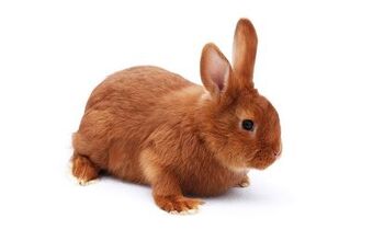 Sussex Rabbit