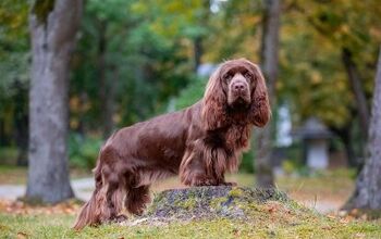 Sussex Spaniel