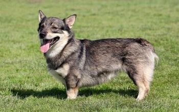 Swedish Vallhund