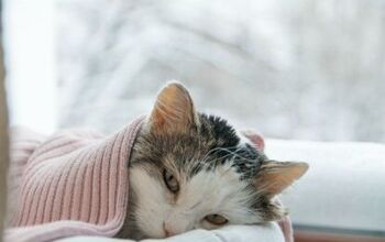 Swine Flu Kills Two Connecticut Cats