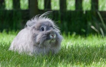 Swiss Fox Rabbit