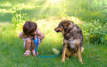 Take A Close Look – Study Shows That Dogs Look Like Their Owners