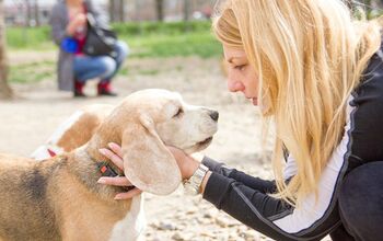 Talking To Pets Makes You Crazy… Crazy Smart, That Is!