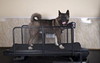 Teaching Your Dog to Run on a Treadmill