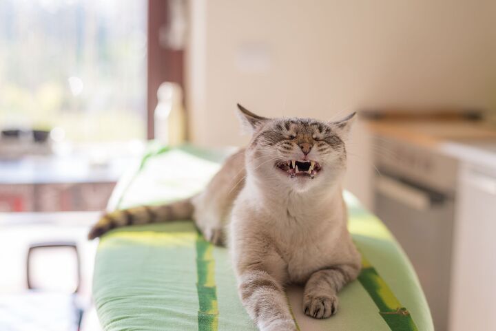 teeth grinding in cats why it happens, Fabio Lamanna Shutterstock