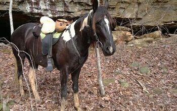 Tennessee Walking Horse