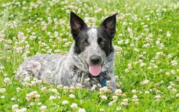 Texas Heeler