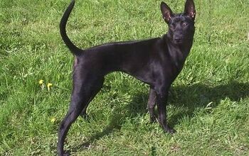 Thai Ridgeback