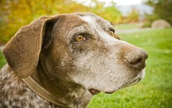 The ABCs On How To Extend Your Senior Dog’s Lifespan